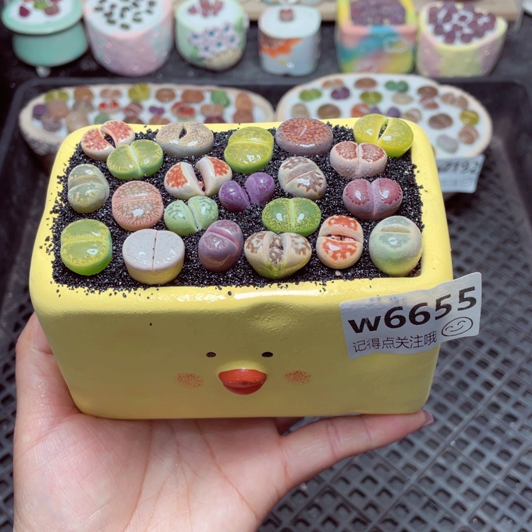 w6655长方形小黄鸡 一份一盆量拍