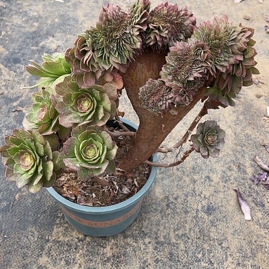 多肉植物缀化万8