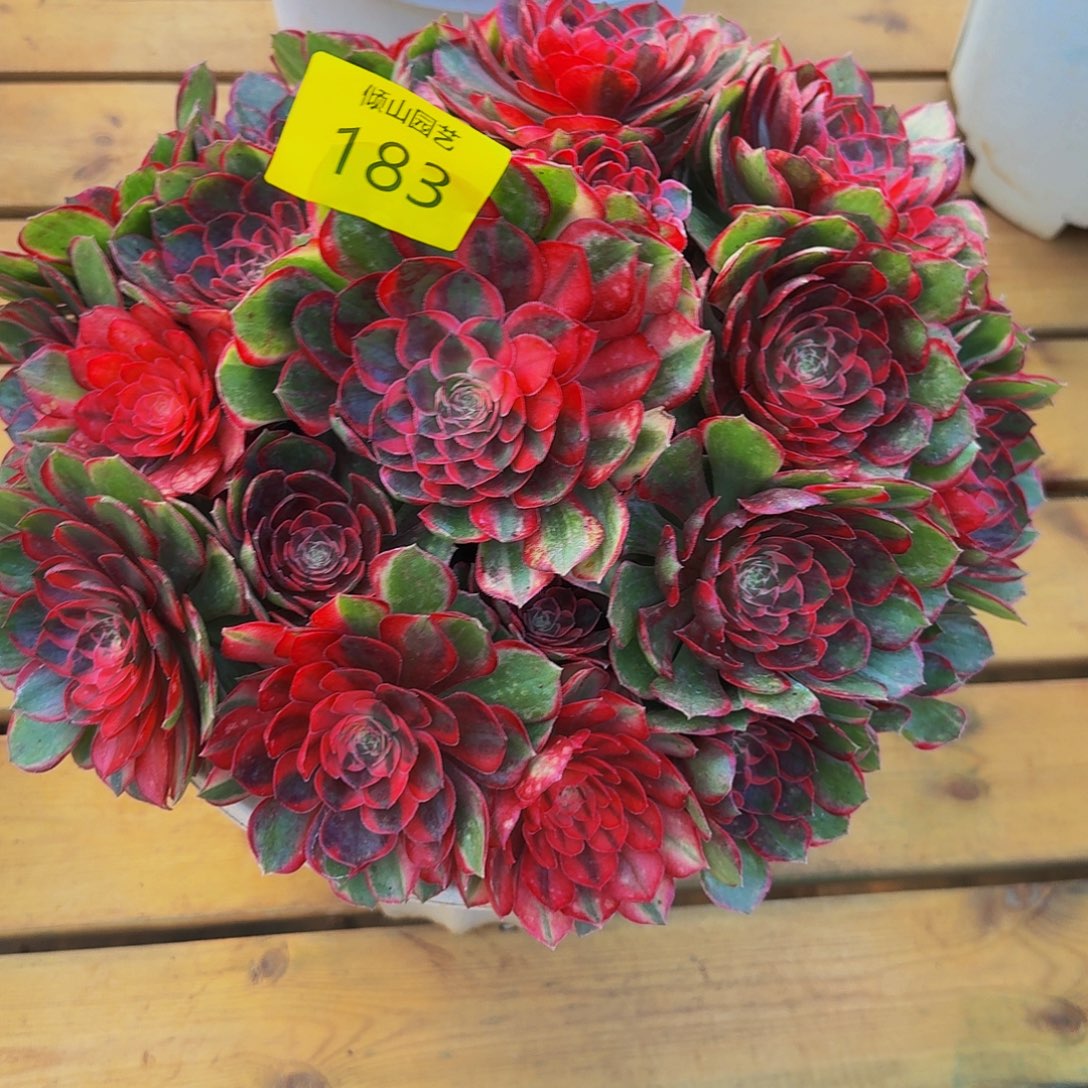 用***7183号多肉植物黑膜锦