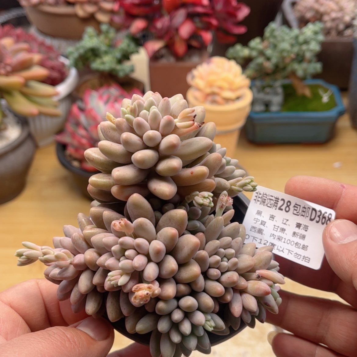 【闪购商品】368星带露