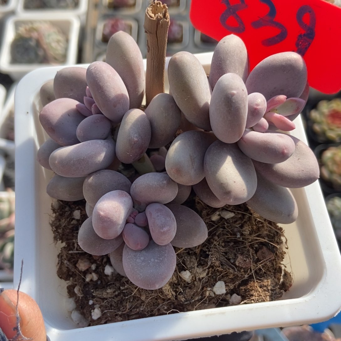 839奶酪多肉植物保护