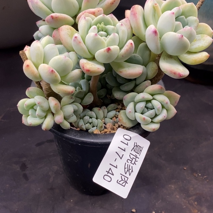 夏悦多肉0117-140望舒