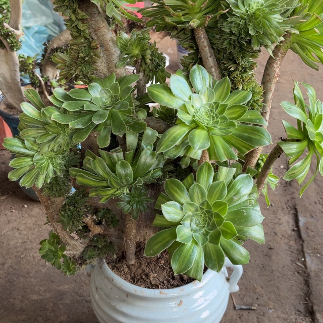 鲜花绿植一物一拍