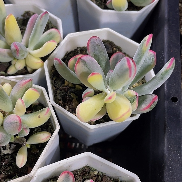 棒叶锦带盆土发货