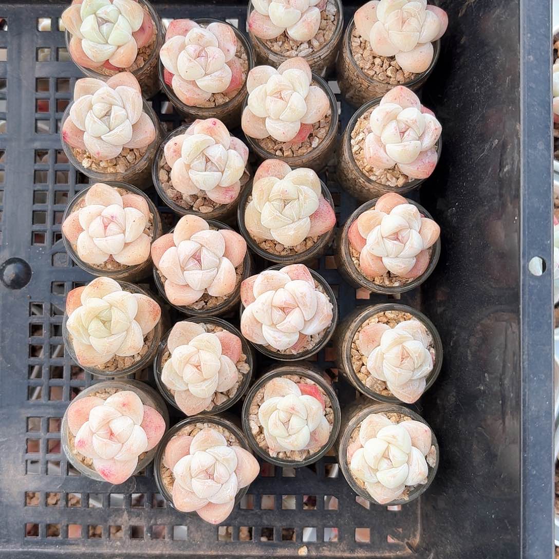 敏**儿敏假儿专拍多肉20颗