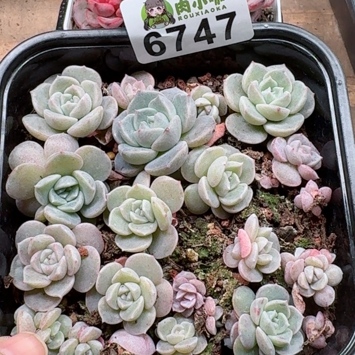 多肉植物多肉植物