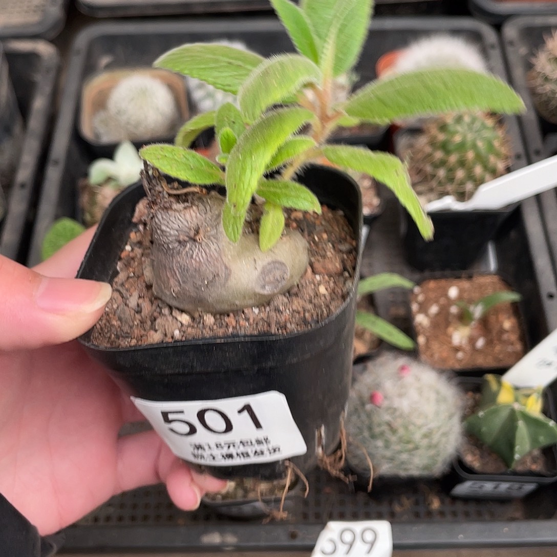 501白花断崖（满18包邮）