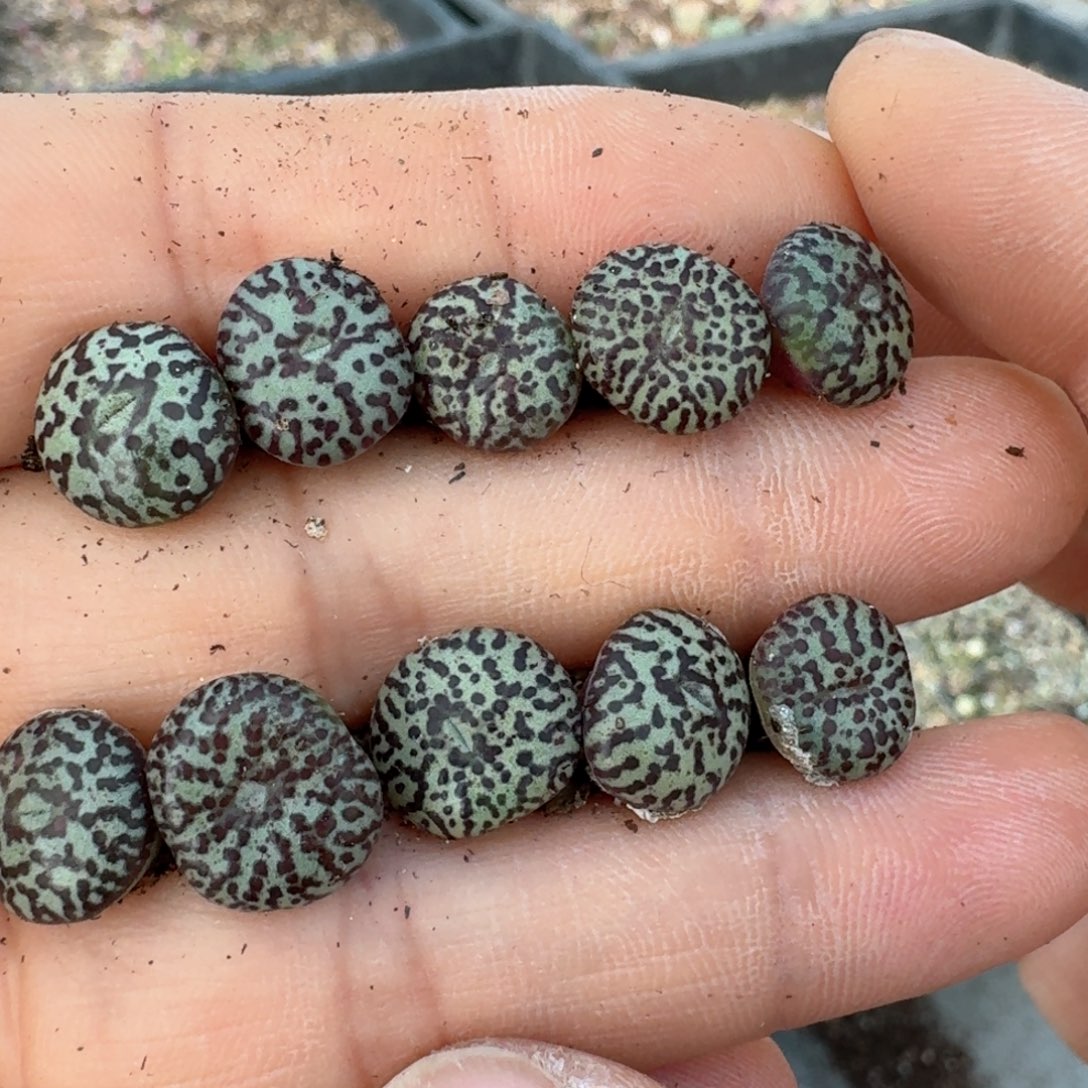 557十颗优选黑点安贞00000