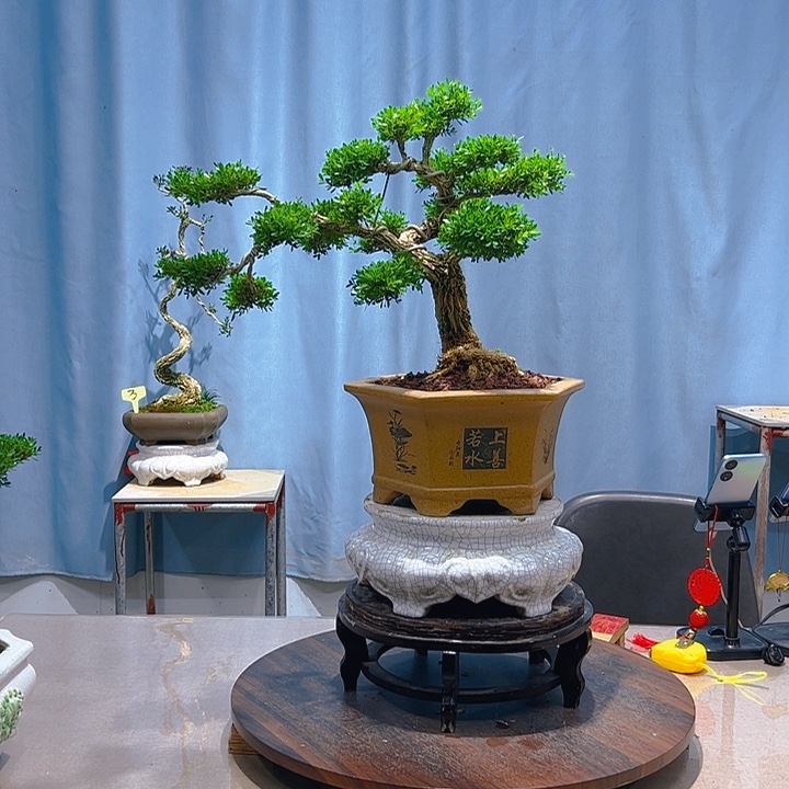 无花朵广东皱皮雀舌黄杨