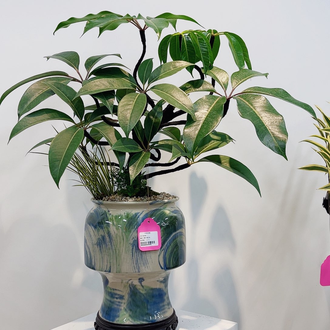 高端绿植一物一拍