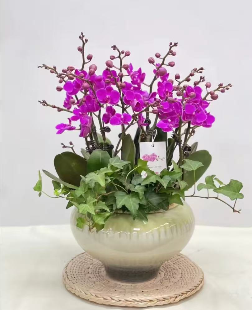 【满天红】～蝴蝶兰红典红色系好养活趣味花剑花苞客厅客内观赏