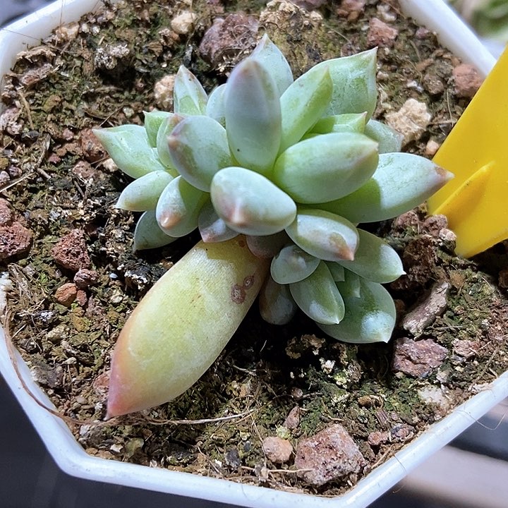 多肉植物812多肉