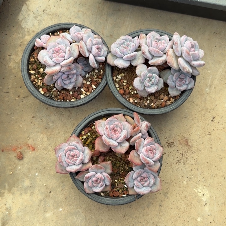 &***&三颗一起的一物一拍的的