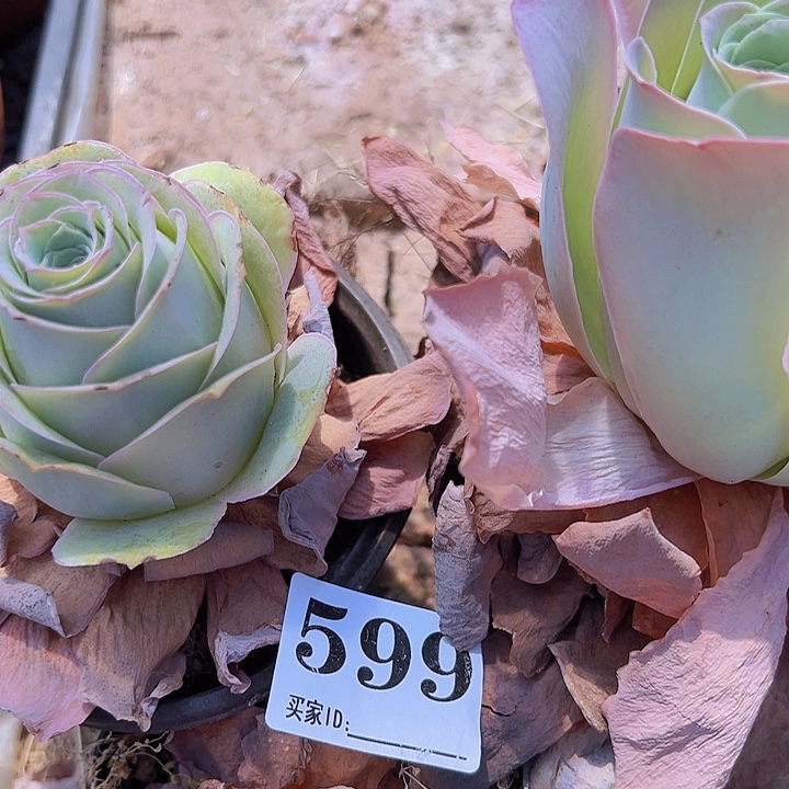 橙****粉桃组合3盆599发货