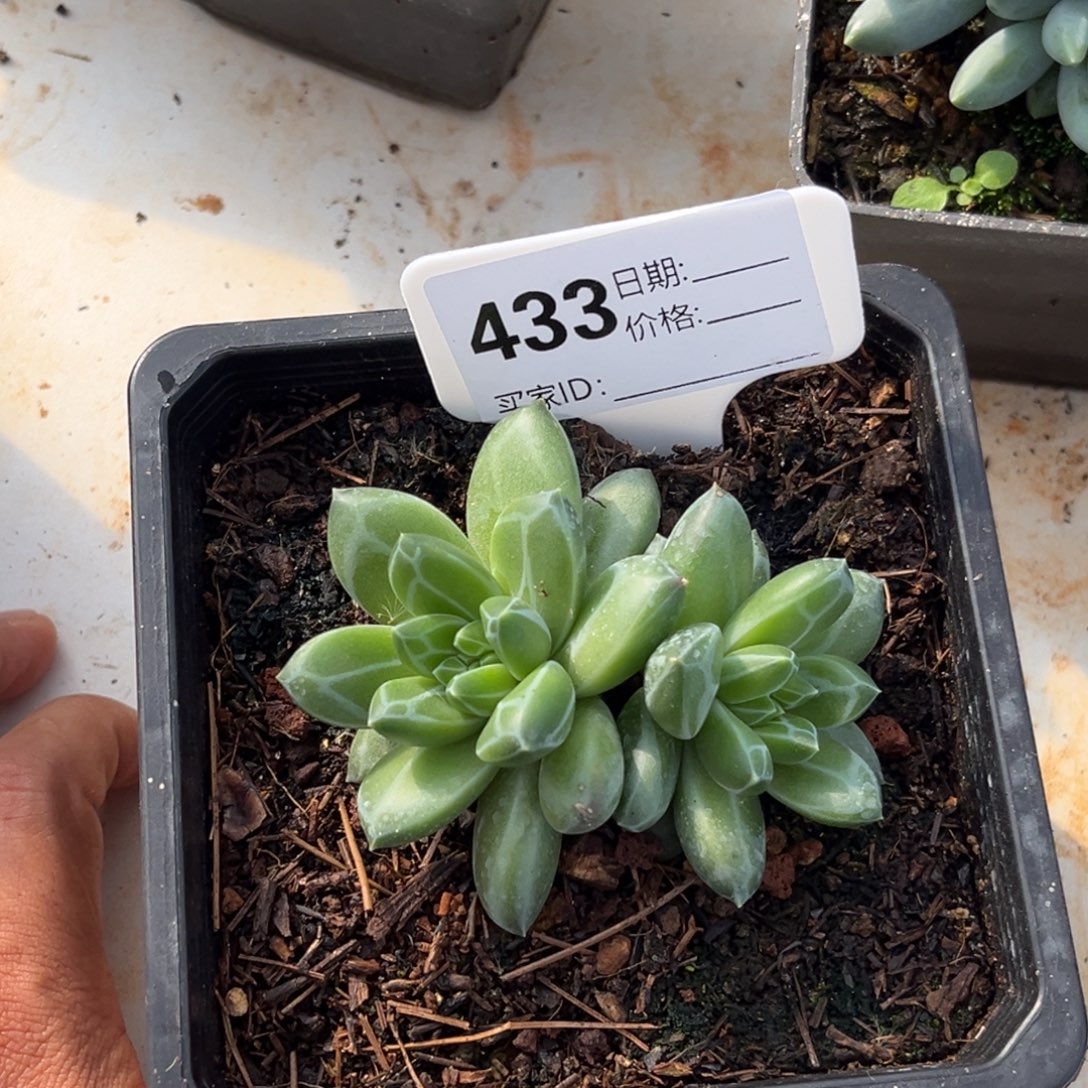 美人系优选多肉植物433