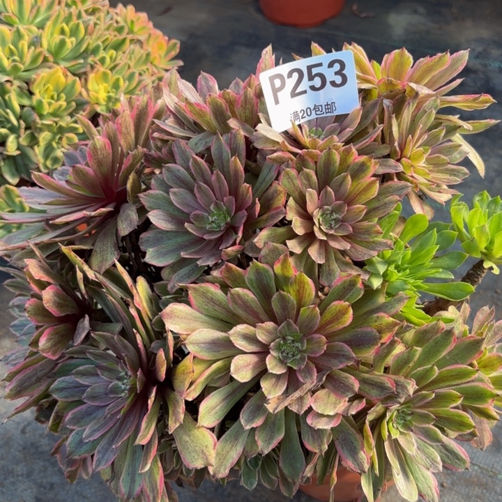 瑞妈多肉植物，253.粉黛