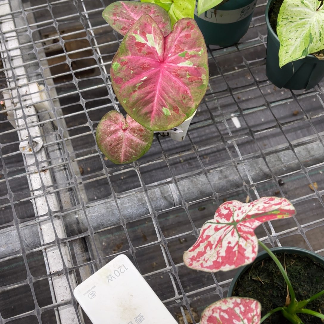 刮***香无花朵             1 99芭提雅不包售后