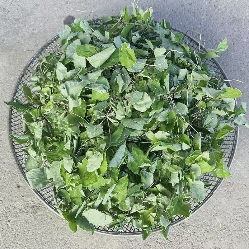 大山里的珍品    三支九叶草