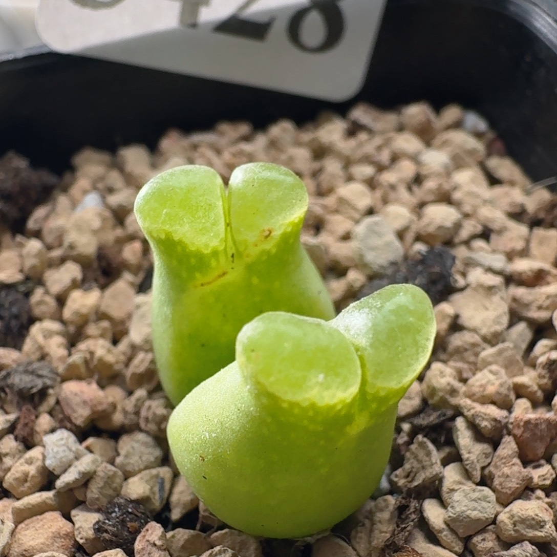 鸡***菇3428 风铃超级奶瓶风铃玉