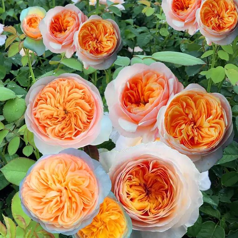 切花朱丽叶月季浓香大花包子强健勤花耐开四季开花盆栽绿植