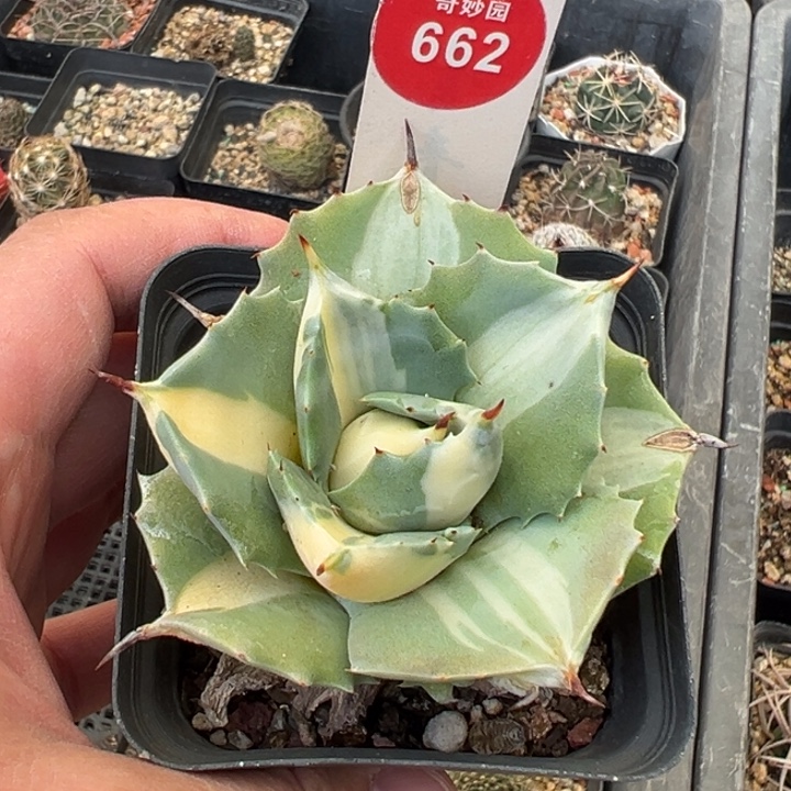 黄白中斑一棵66808