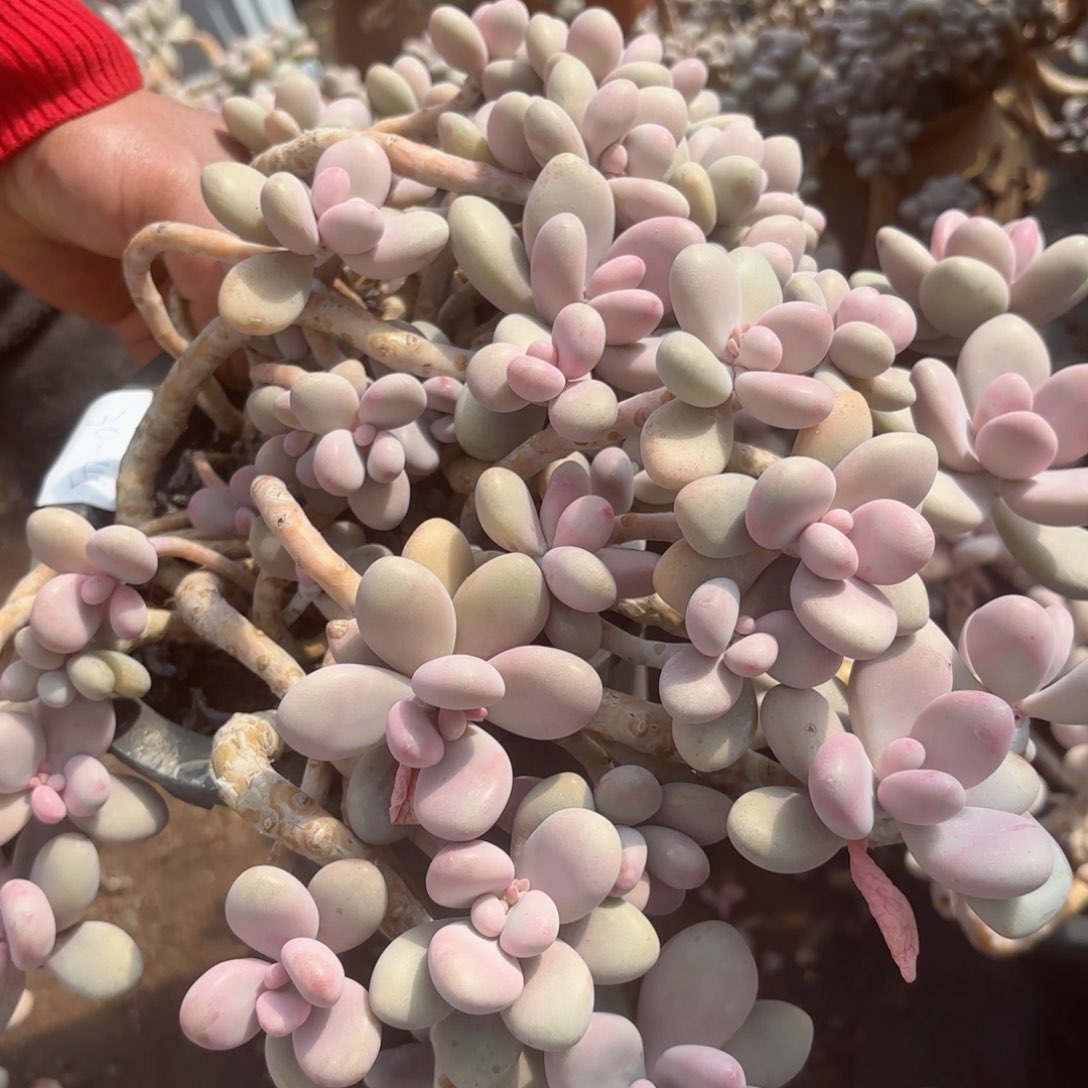 我****了桃蛋30-45。    