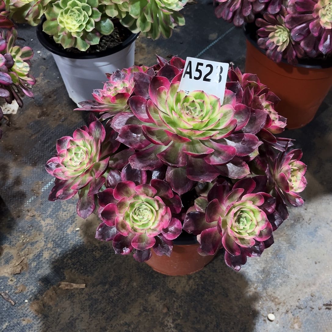 多肉植物云荷523多肉