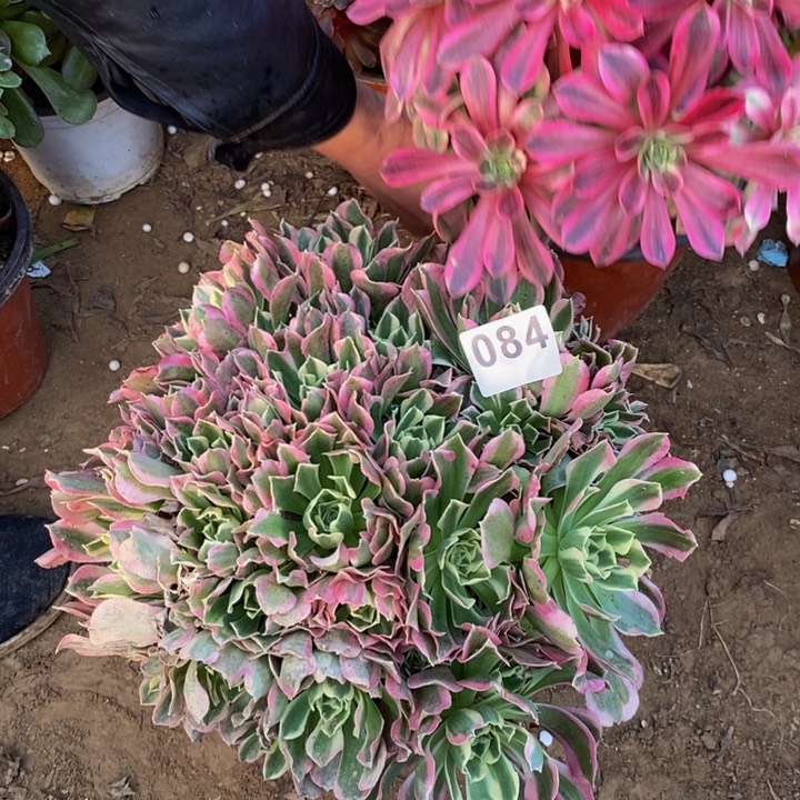 084白凤绣球多肉