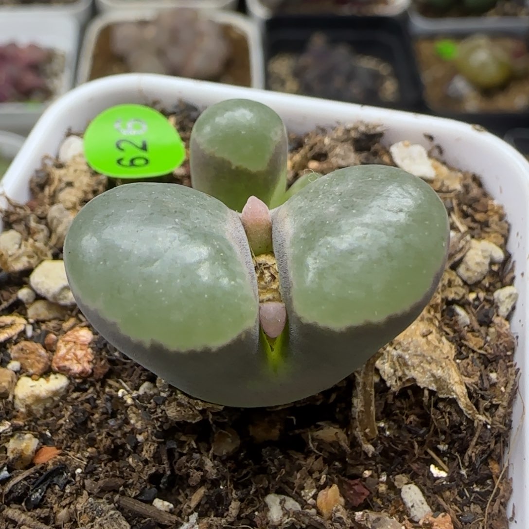 漂漂亮亮多肉植物626