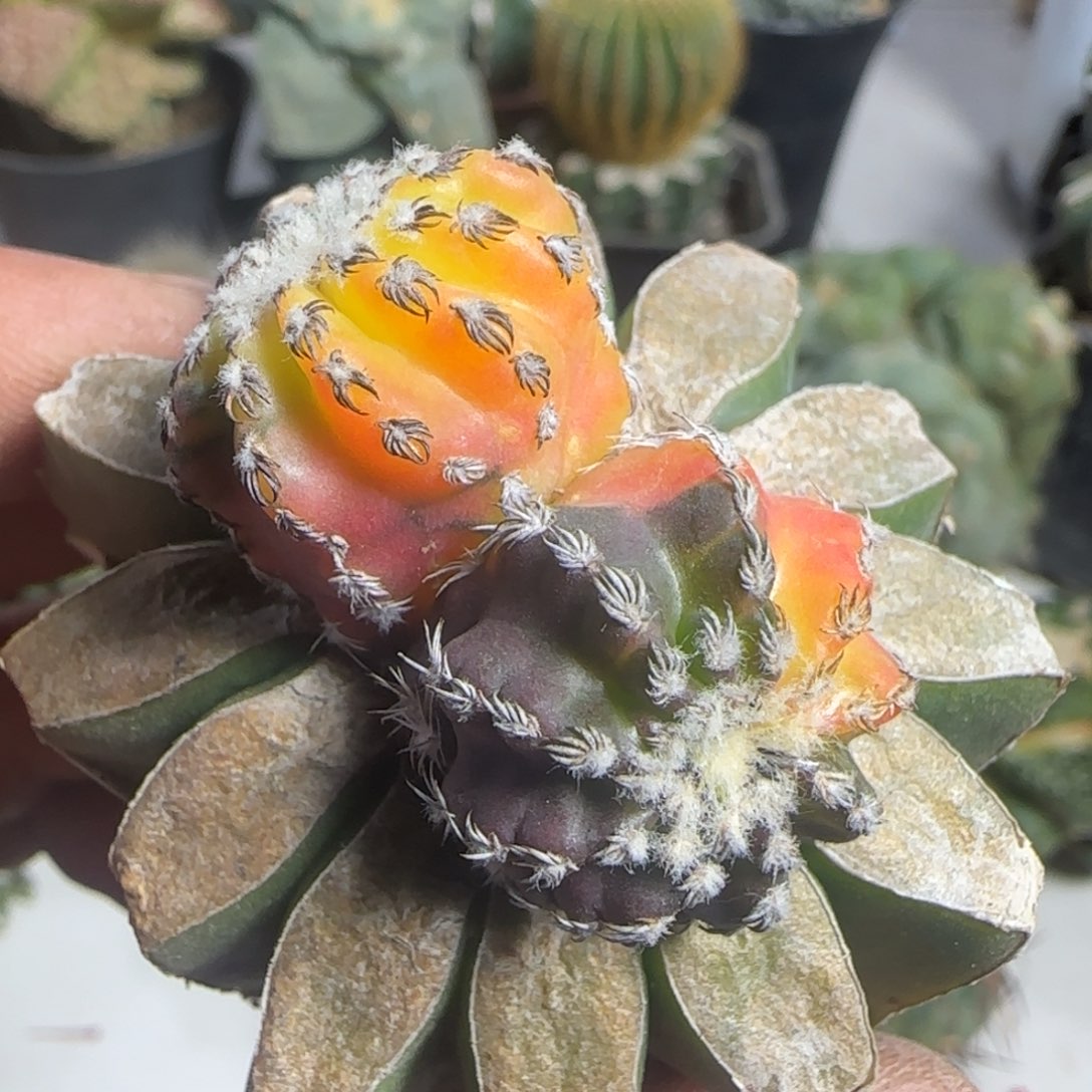 【闪购商品】苗接花锦奇特球双头860