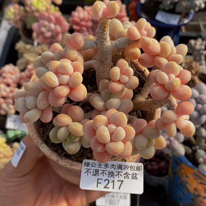 鱼子酱老桩10cm217多肉植物