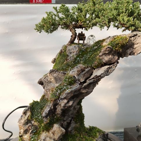 无花朵青龙石假山盆景