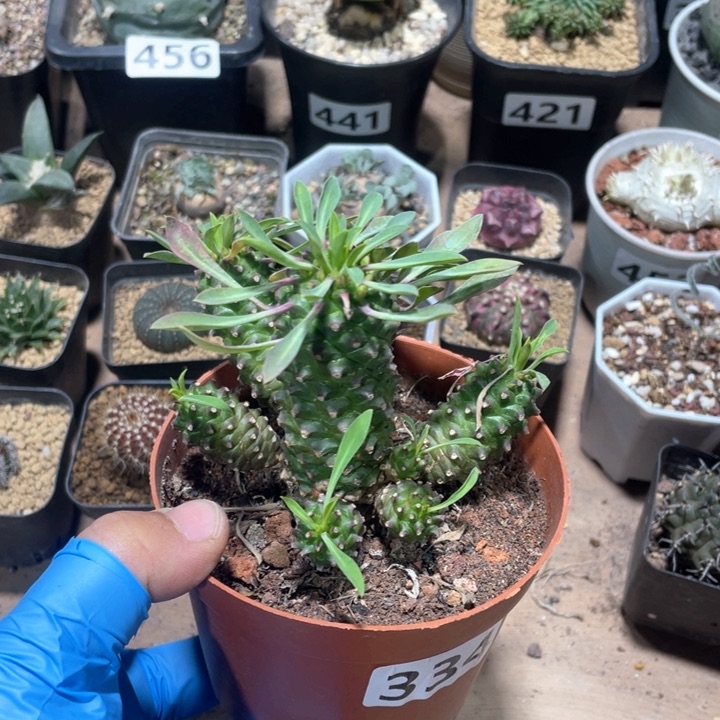 334大多头铁甲麒麟