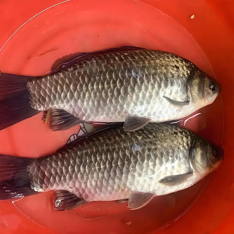 湘云鲫鱼苗 四倍体鲫 快大种鲫鱼苗 彭泽鲫 淡水鱼活体水族观赏鱼