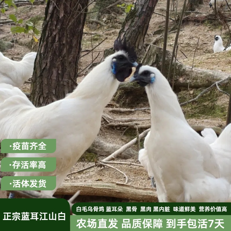 农场直发正宗蓝耳江山白毛乌骨鸡宠物鸡活体疫苗齐全好养存活率高