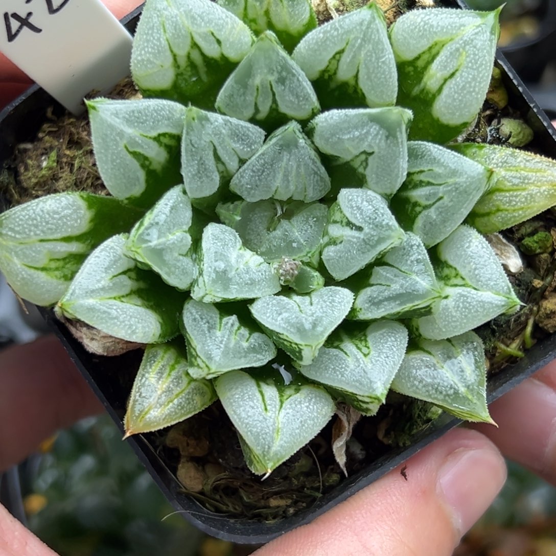 42短肥叶爱心寿一物一拍