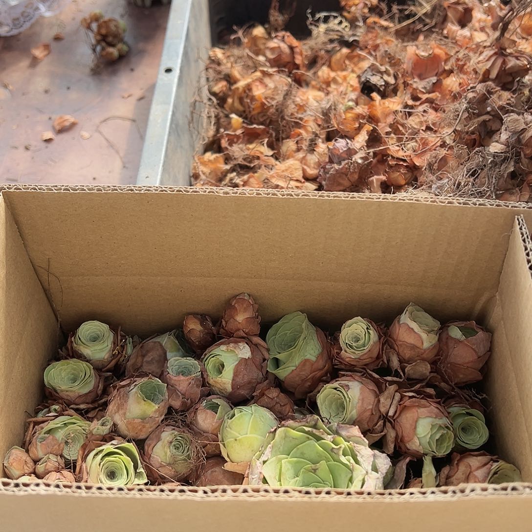 L301-305多品种混合山地玫瑰