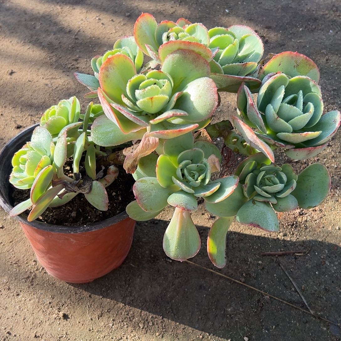 多肉植物鸡蛋碧桃群