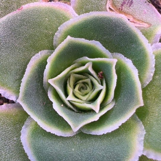 陈陈888如梦令私藏宽边