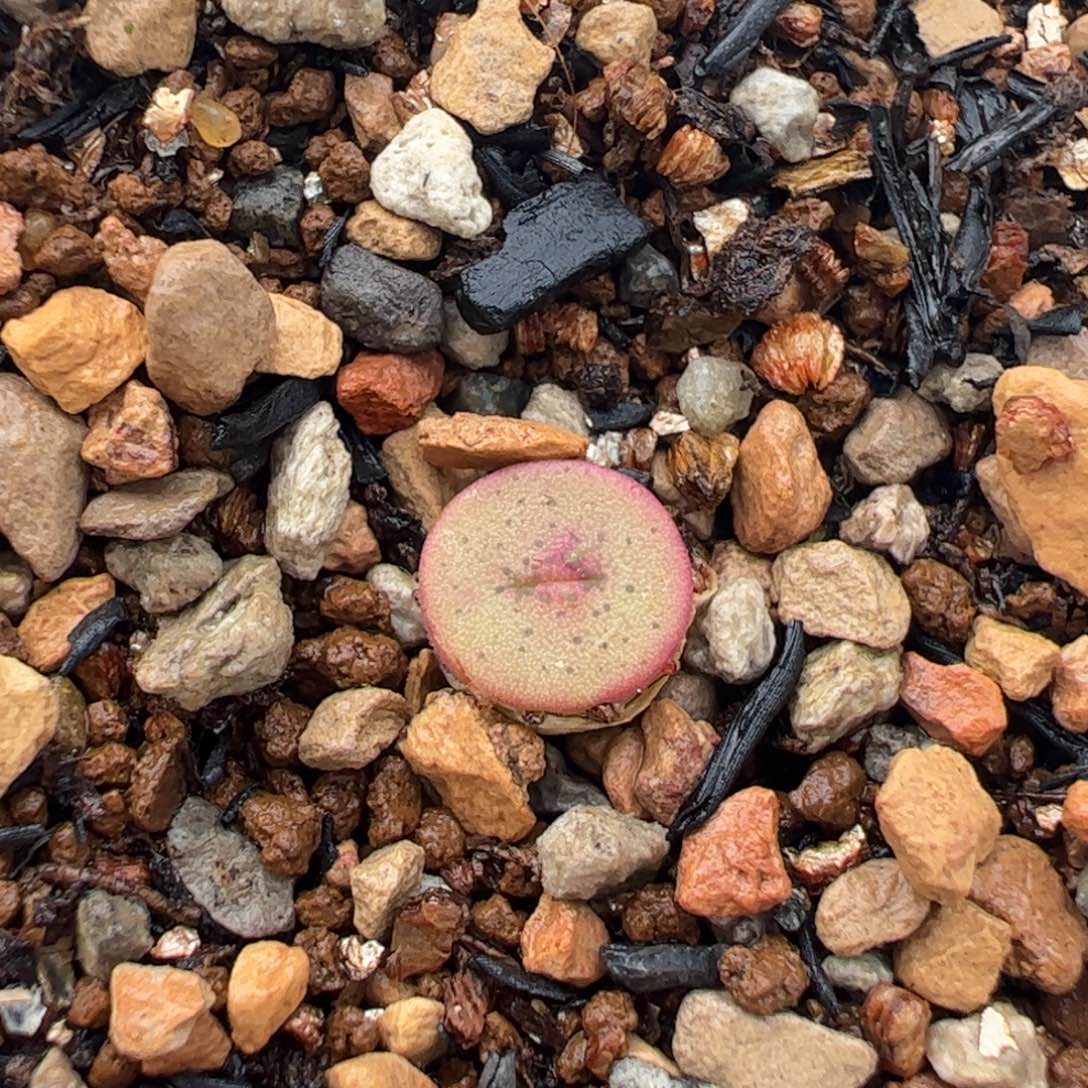 852多肉植物组合