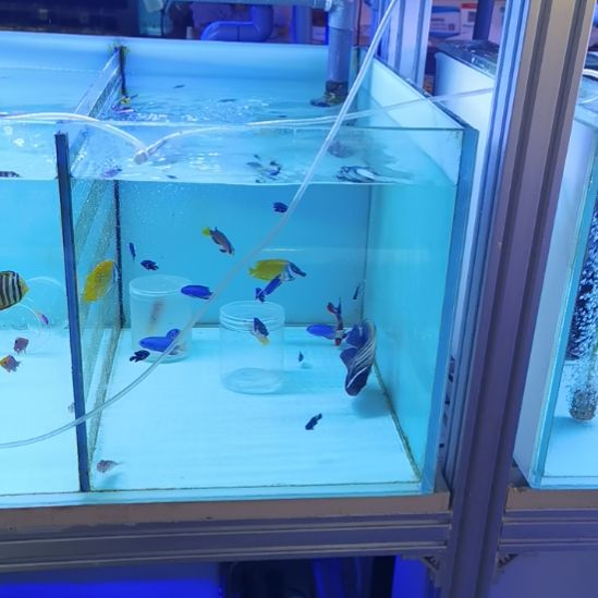 红眼玫瑰2，荔枝鹰，蓝丝绒各一条