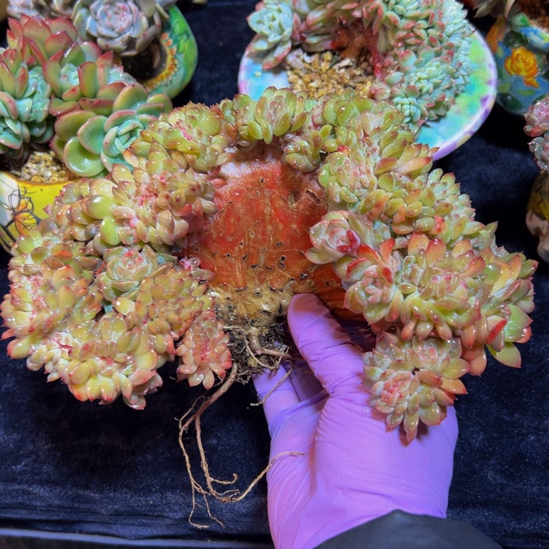 荷花 新年快乐 新年快乐