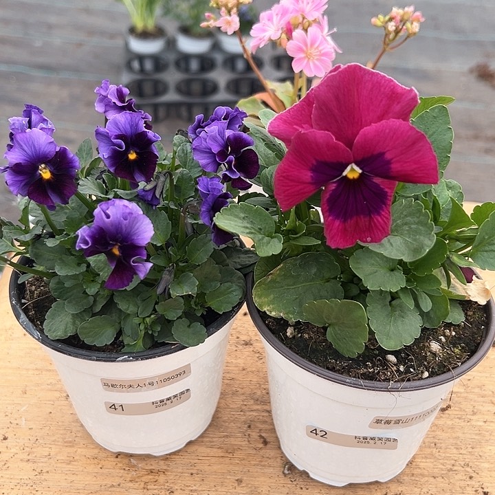 红陶抖音直播闪拍41/42