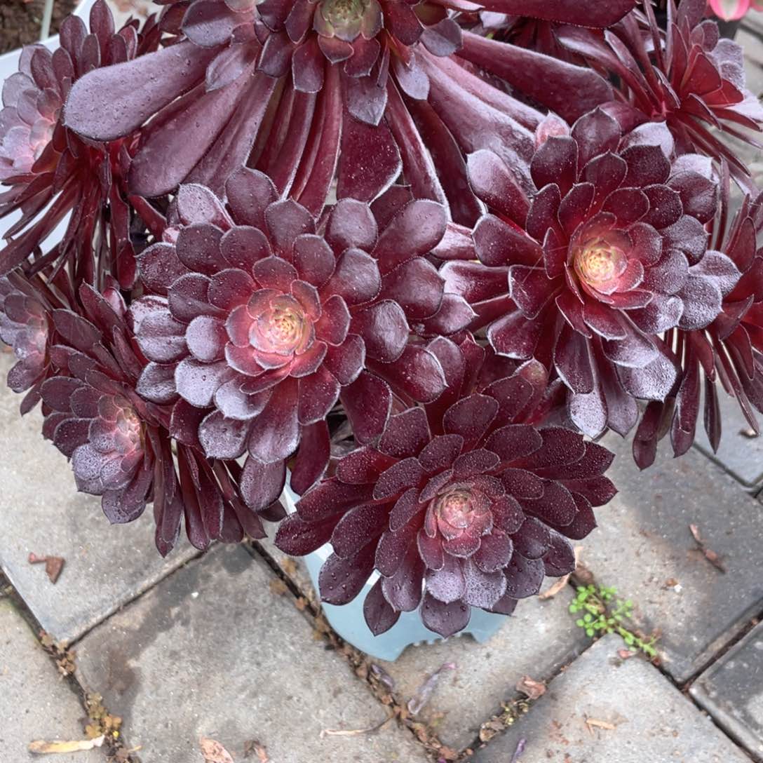 黑瞳壶老桩手捧913