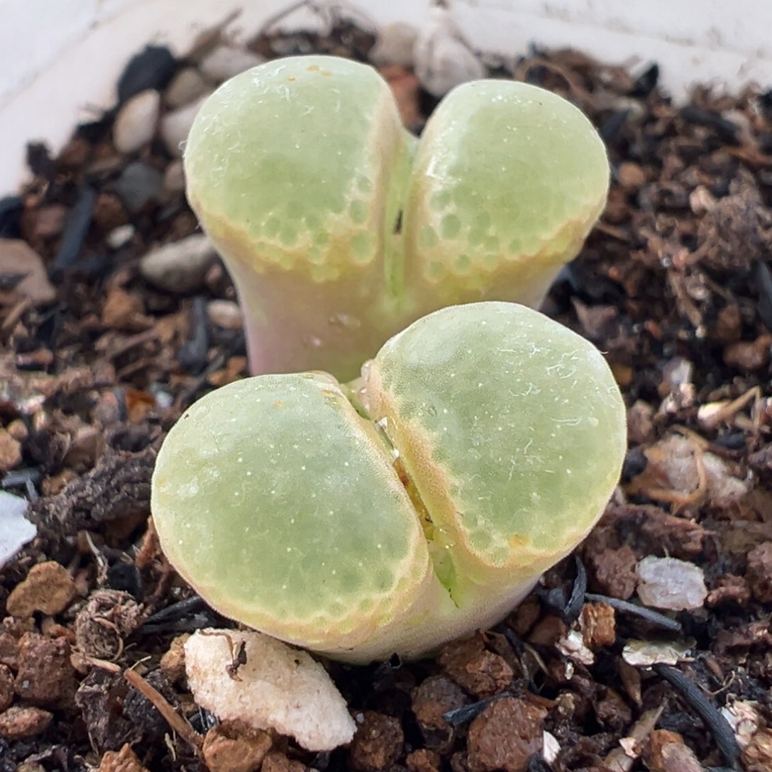 164多肉植物种类d