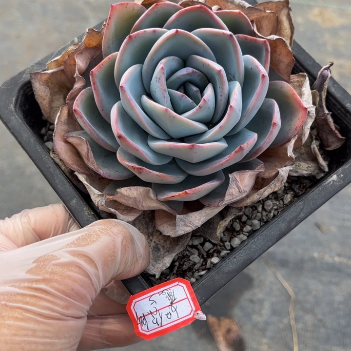 如****?布鲁蓝单头一颗