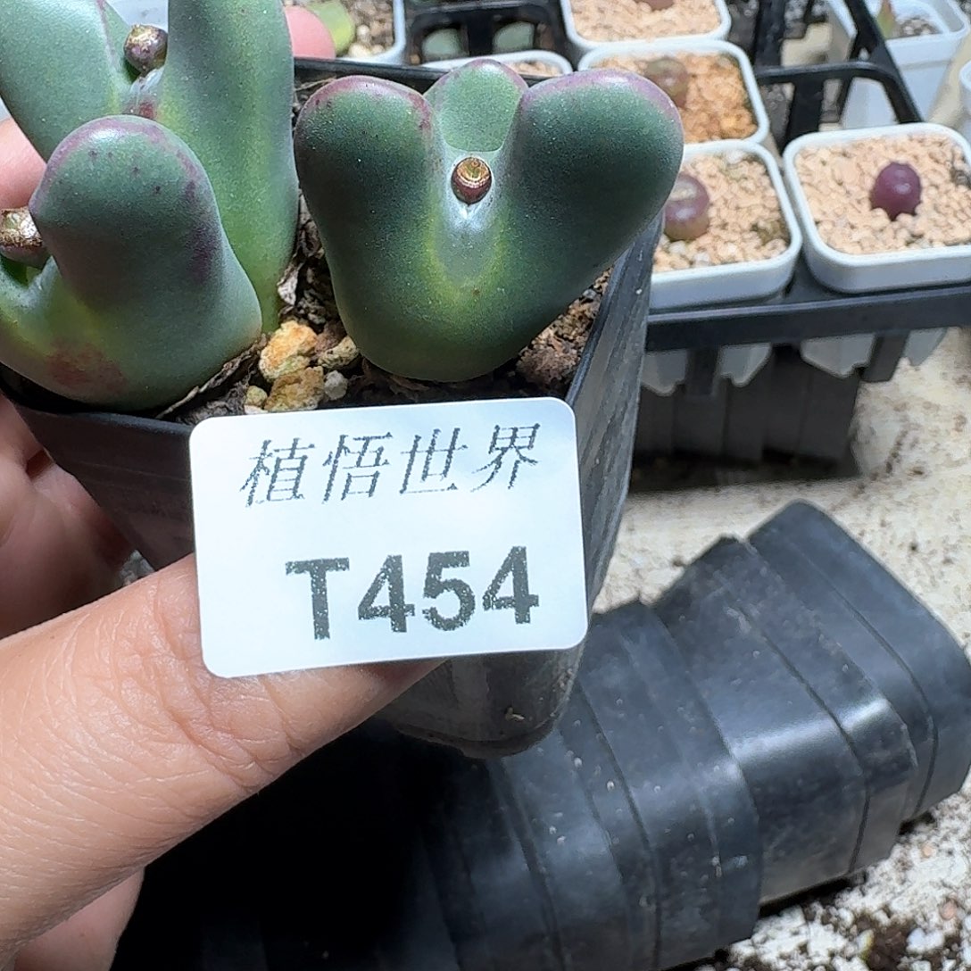 454盒多肉植物哇cv j