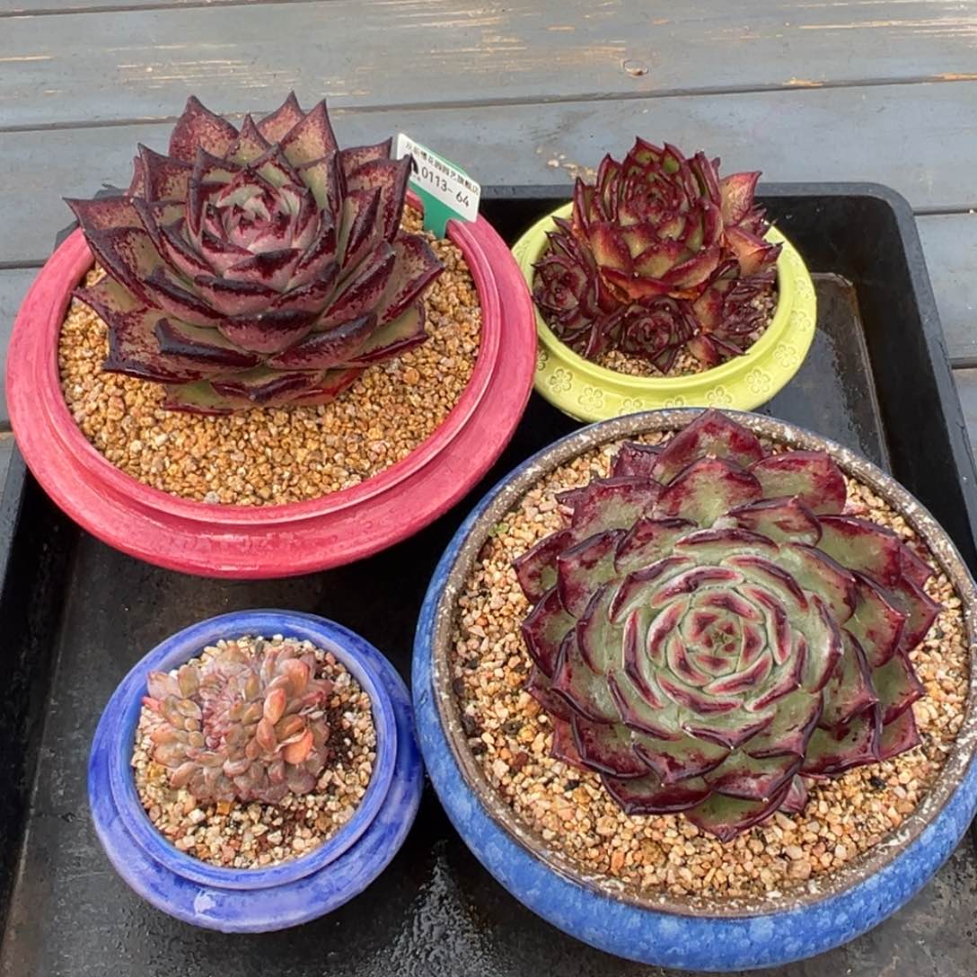 从前慢多肉精选编号0113.64