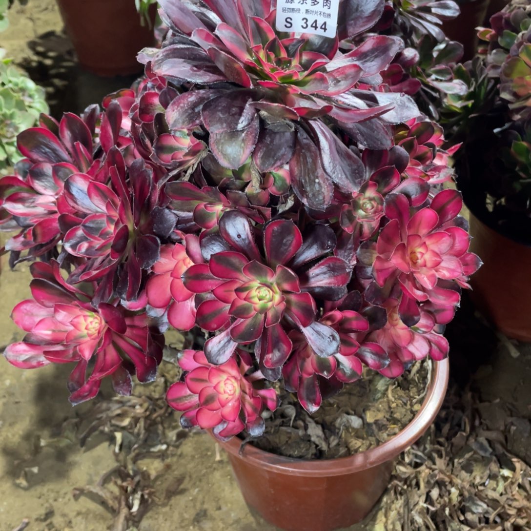 344花福蝶多肉法师断枝不包