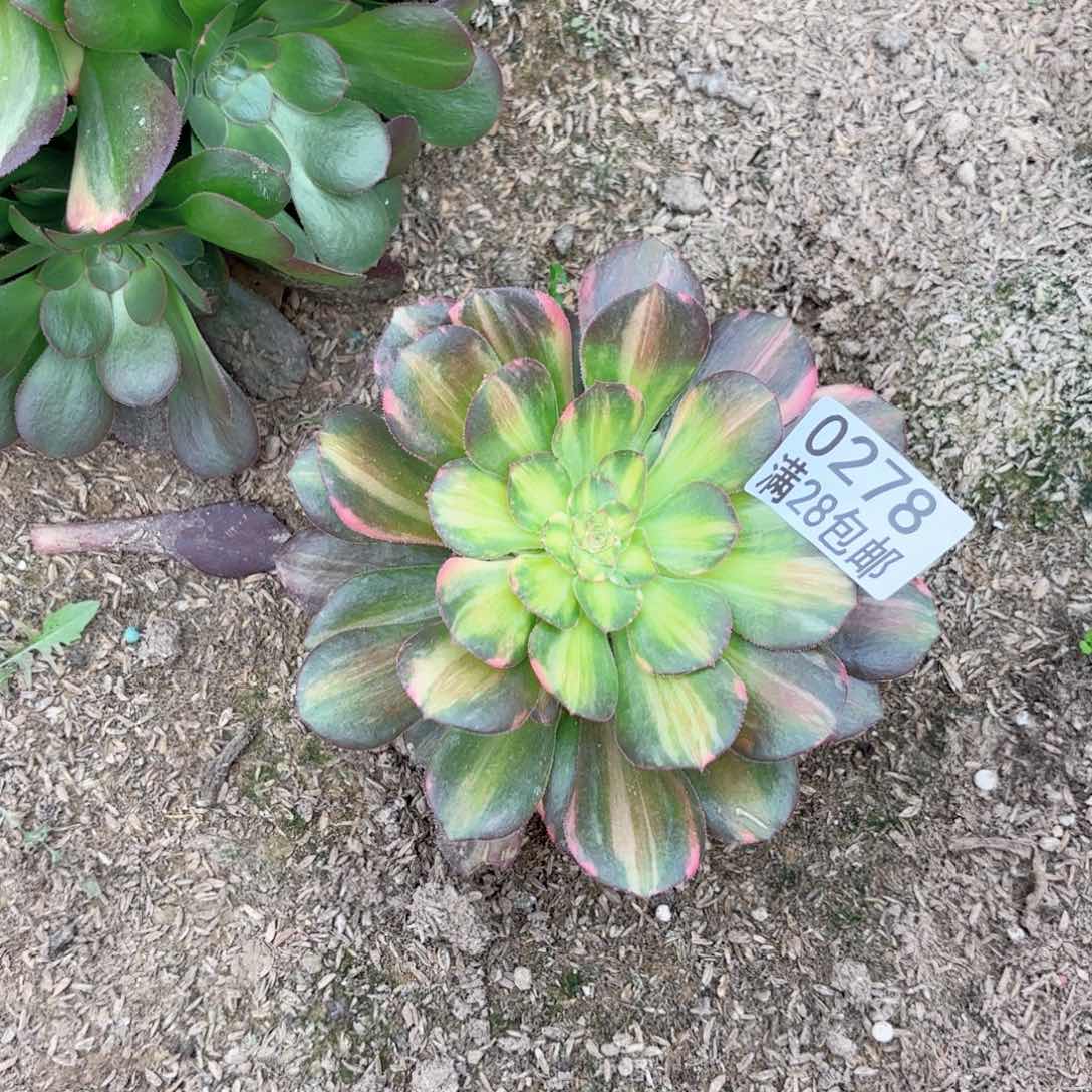 A. 0278流星雨多肉有砍